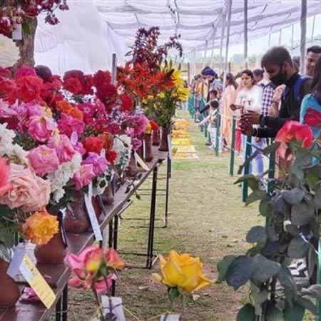 rose festival chandigarh